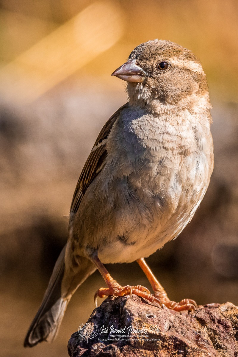 50097262952_d366232c41_or