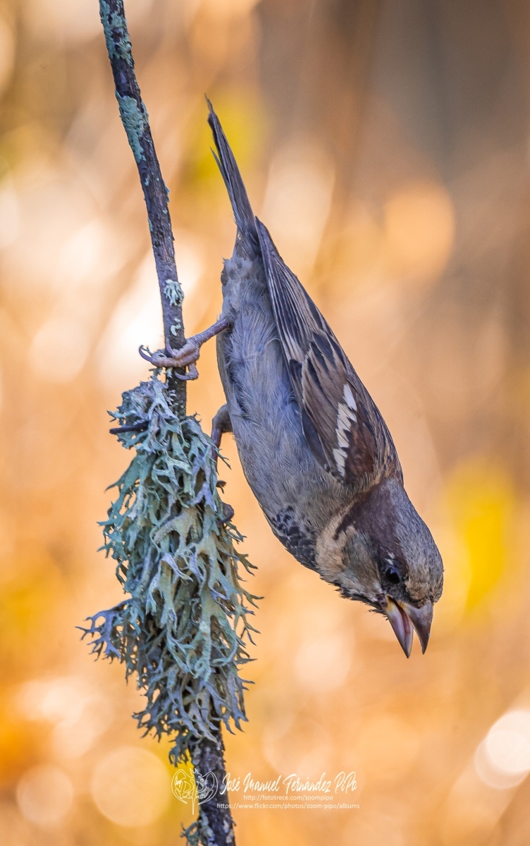 50177003118_b594c43cc2_or