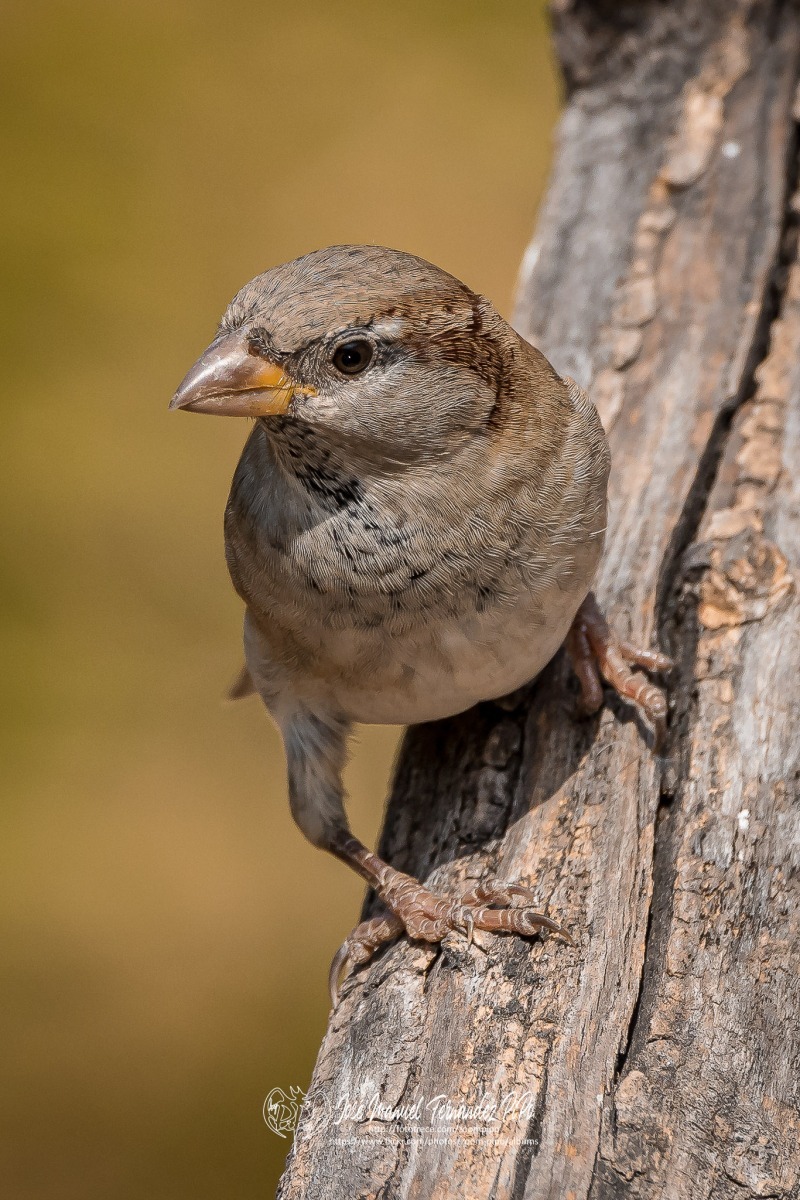 50709724961_2d82bbd47e_or