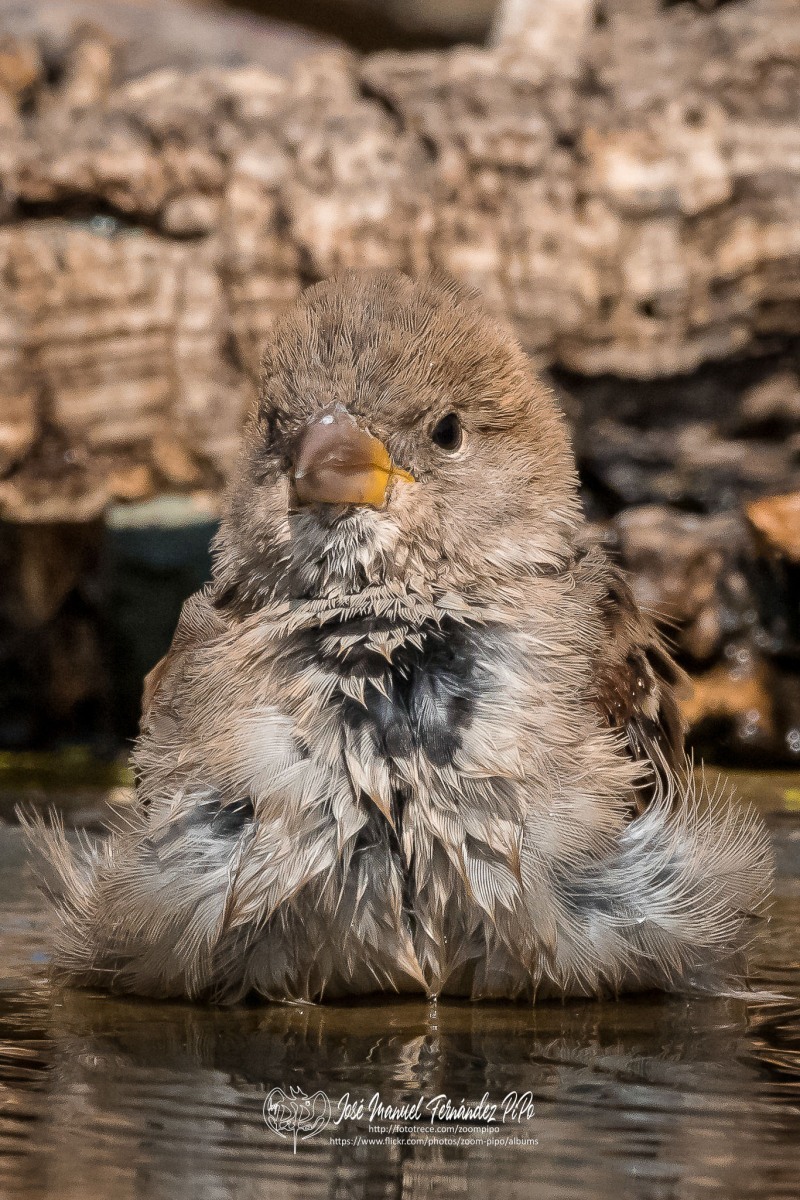 50714966518_a7747f6c9f_or