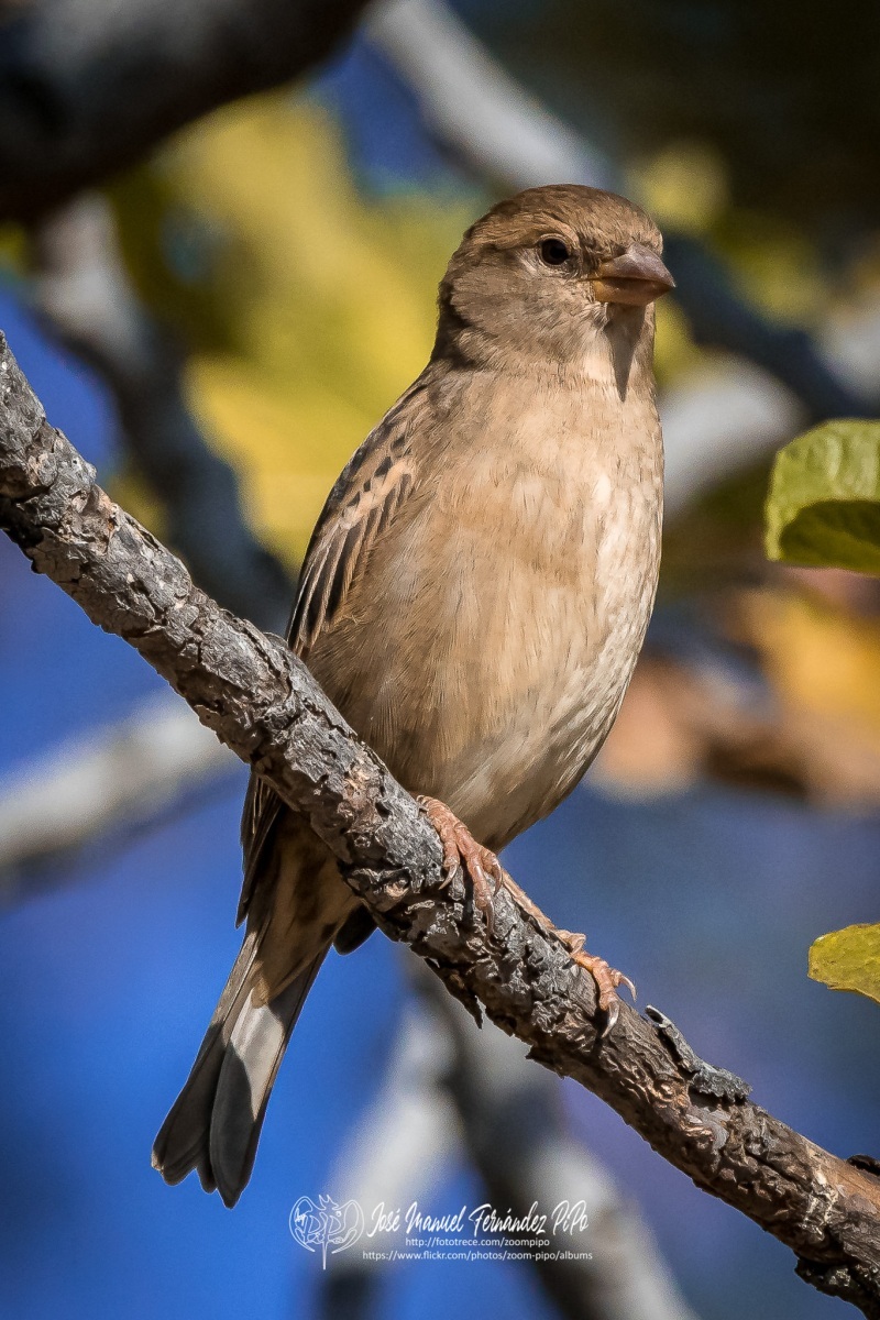 50714971818_f41d5965d1_or