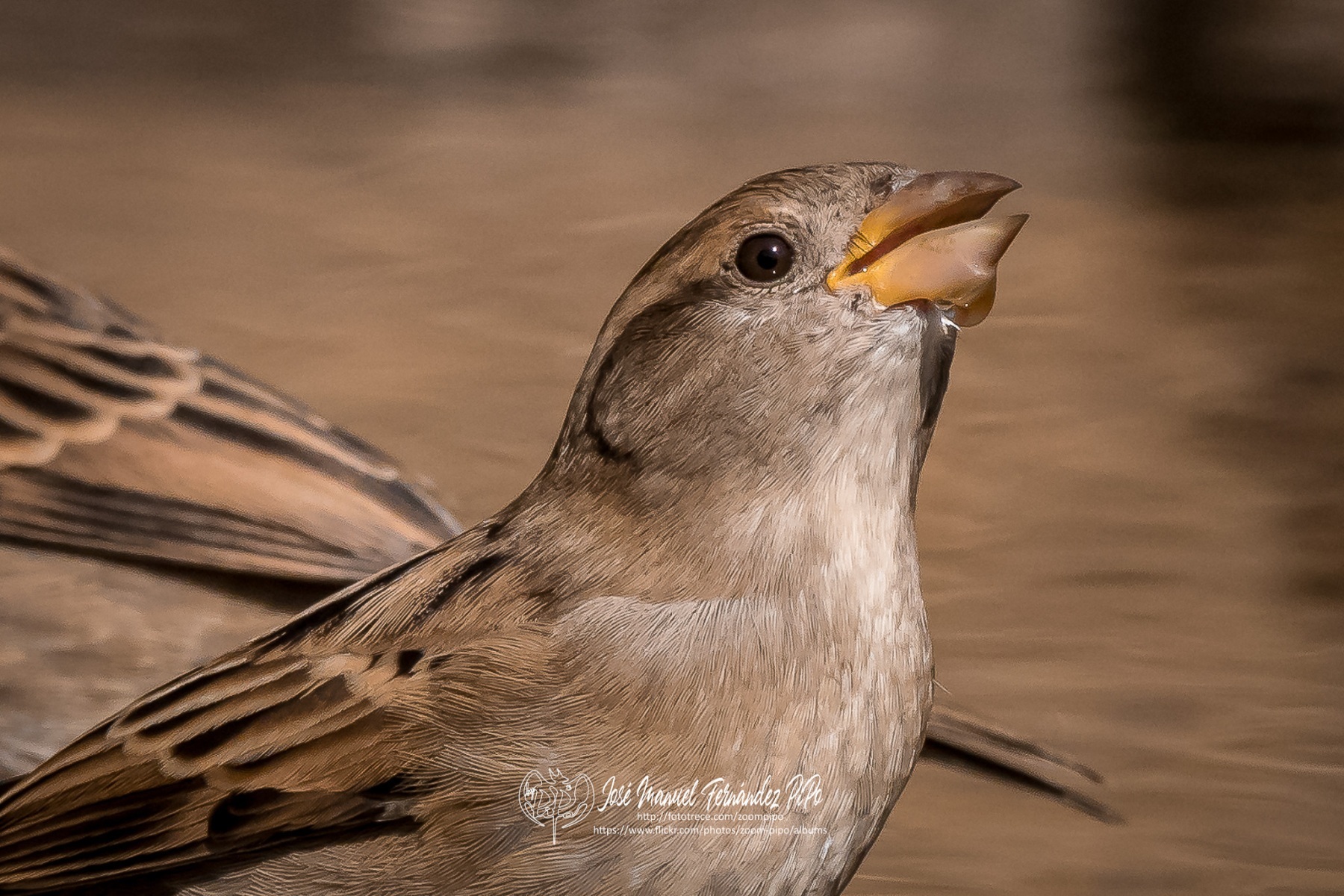 50715786622_4470587472_or