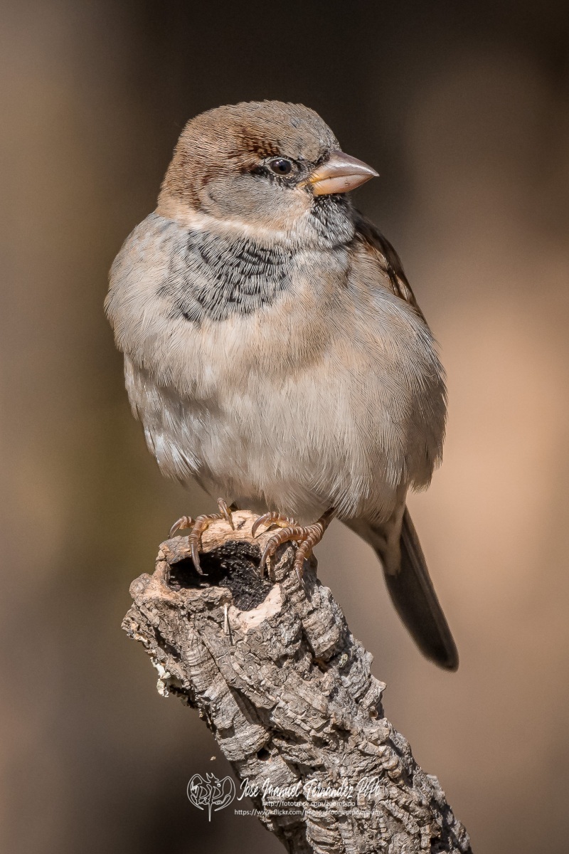 50761350778_72fd773cac_or