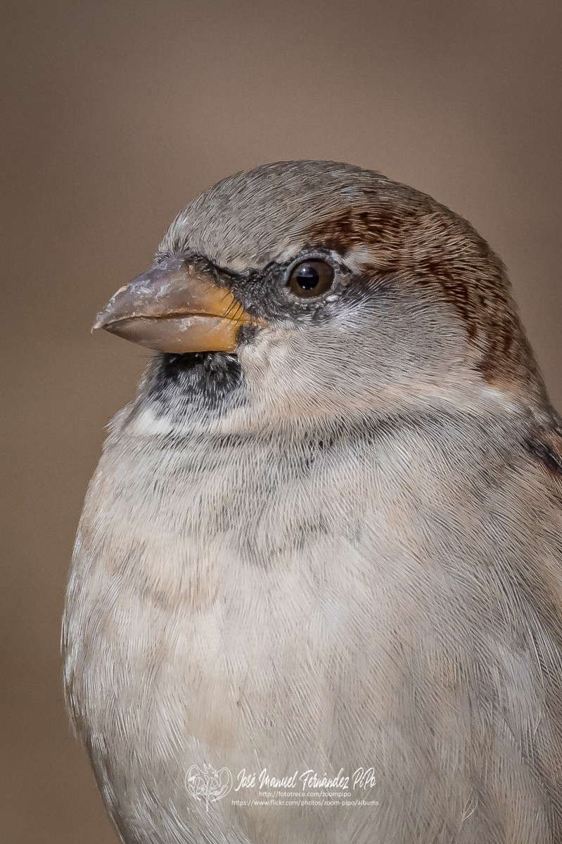 50762079661_fdfe95ceb3_or