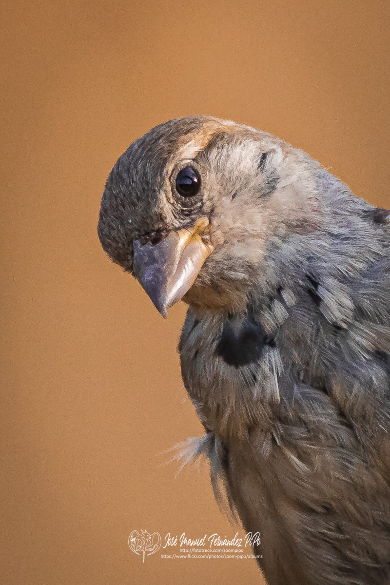 50798558618_60f47429f5_or