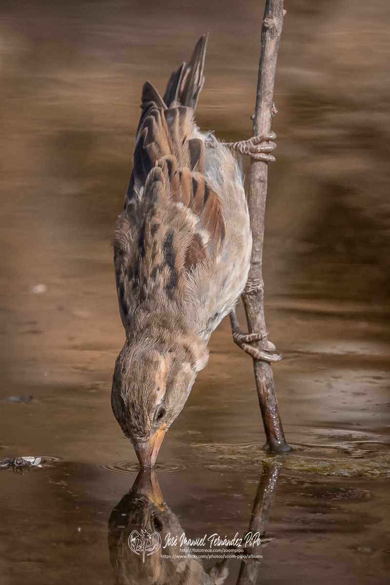 50865561923_7a9c5a1474_or