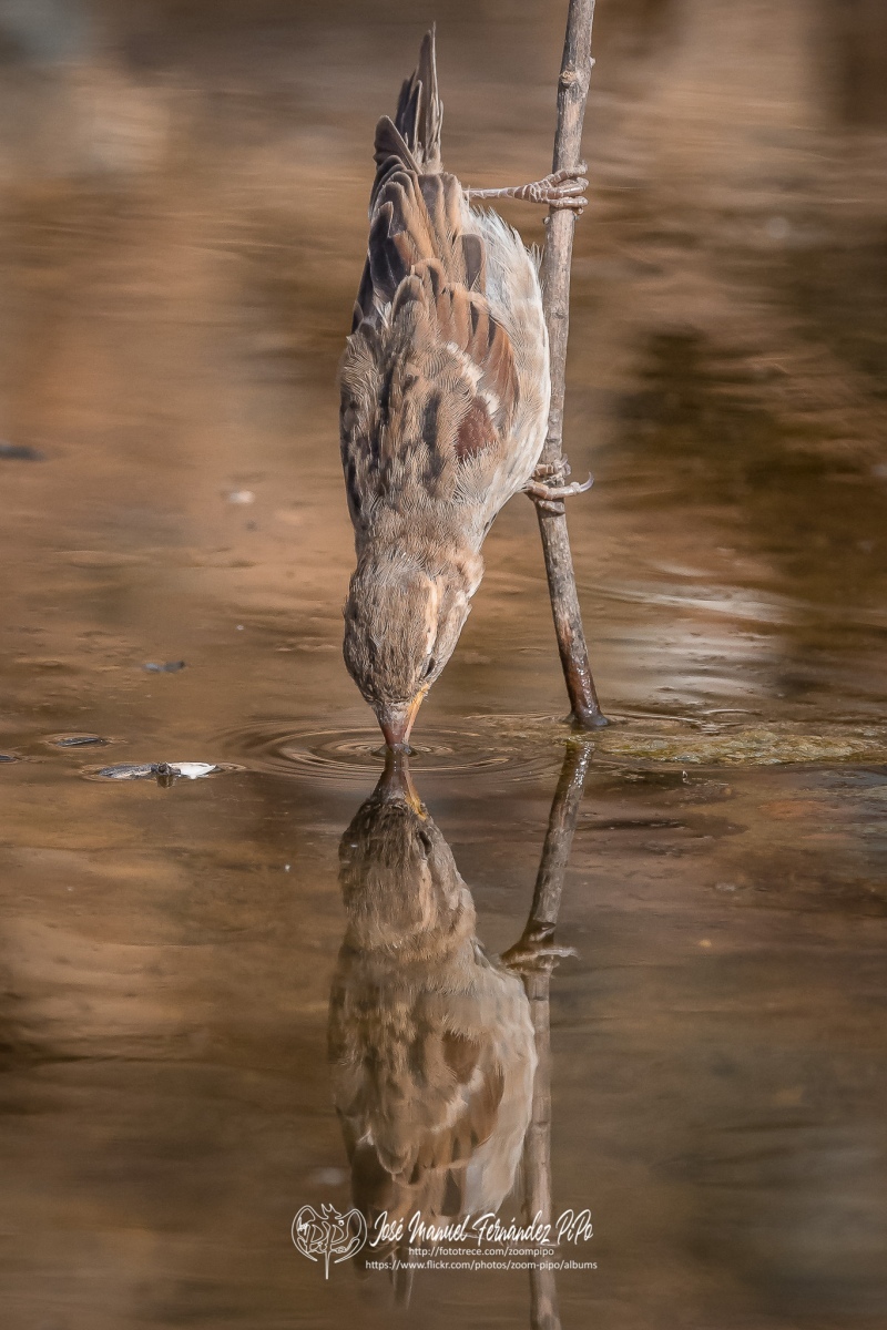 50866376142_8732a7bbf8_or