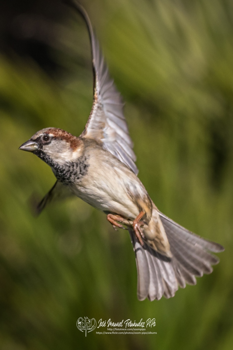 50975064323_303fb1008d_or