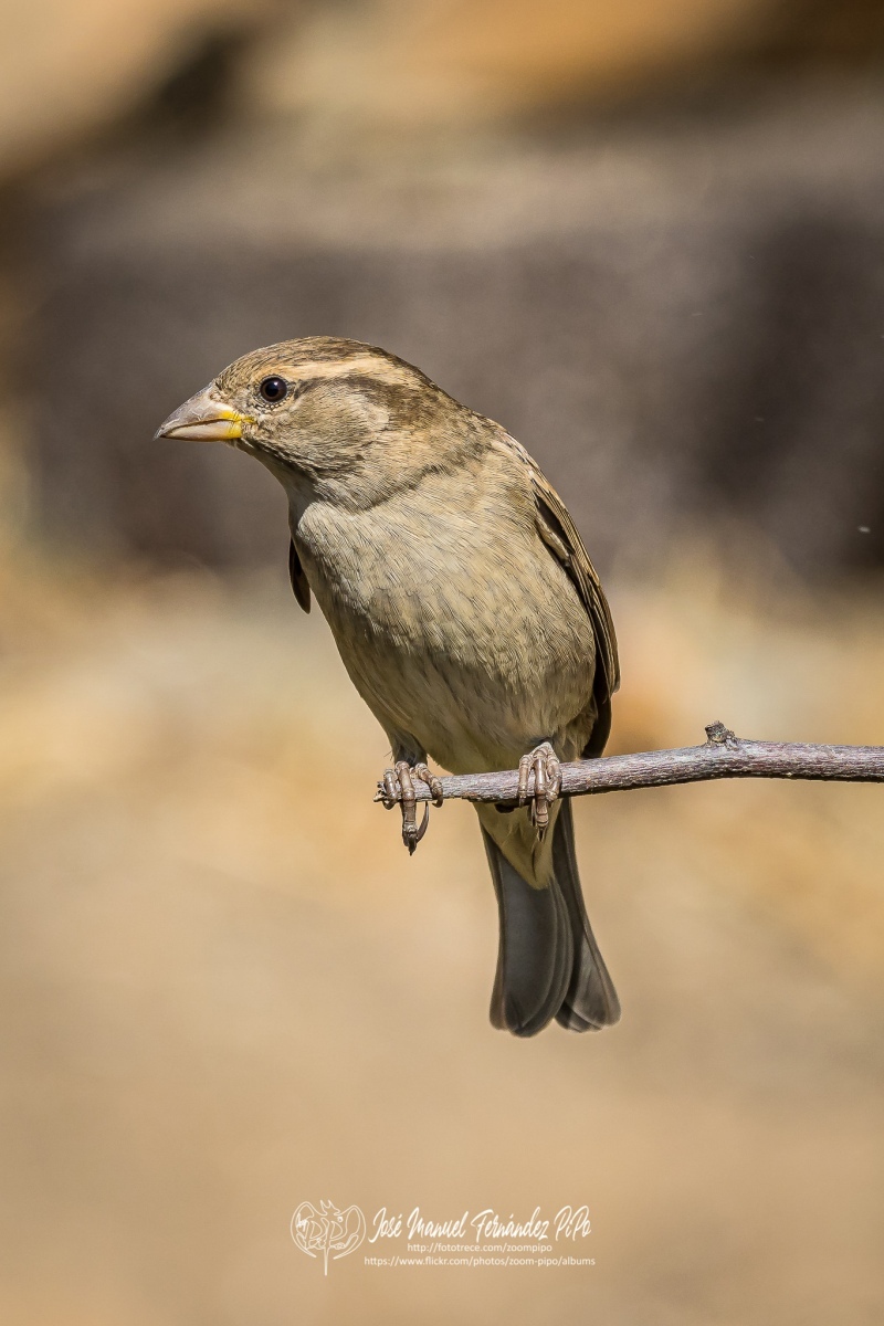 50993362843_03c7b37280_or