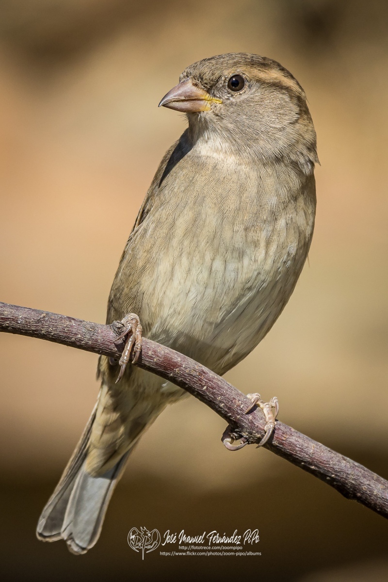 50994174167_52d762389b_or