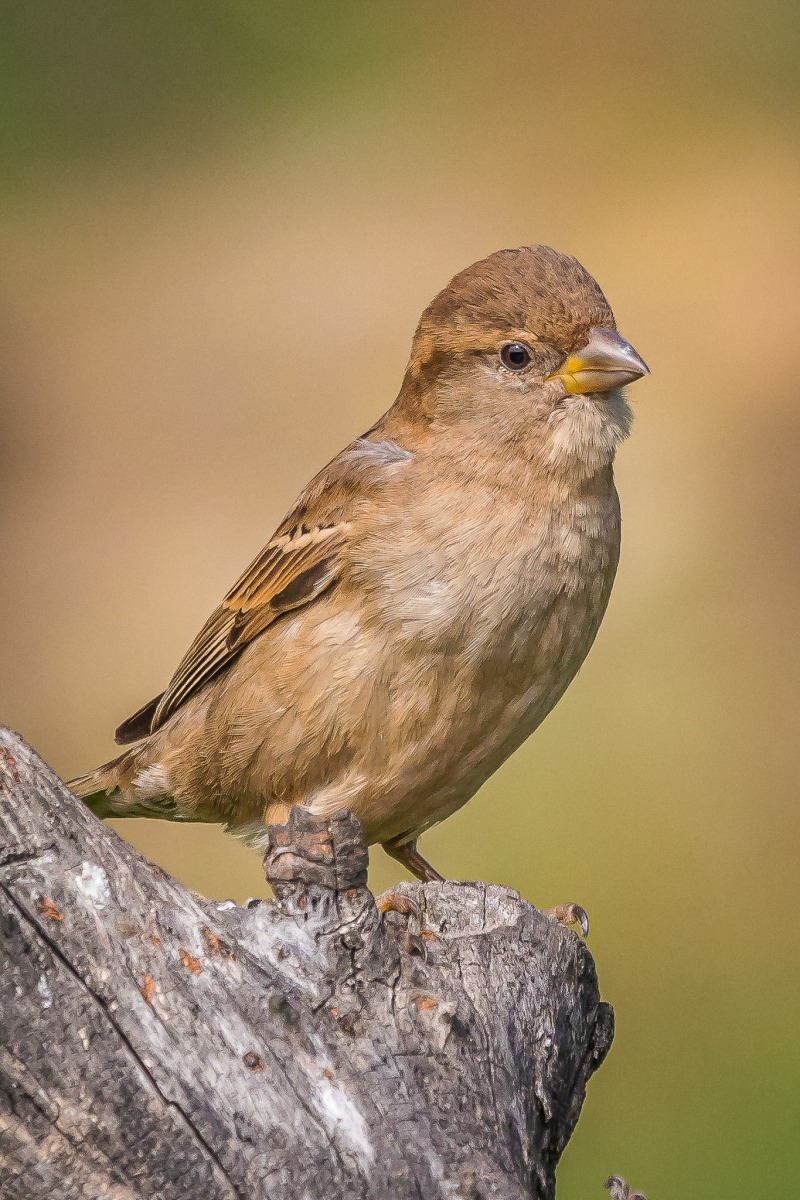 50998534394_811470ce8a_or