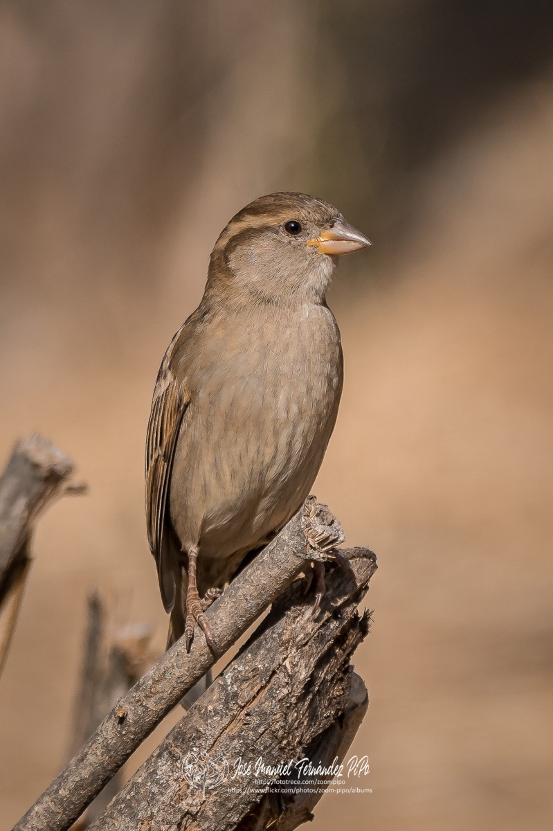 51025453277_5835ef7c05_or