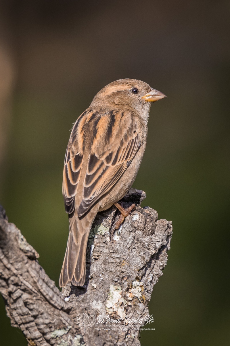 51038420593_d888f8f8aa_or