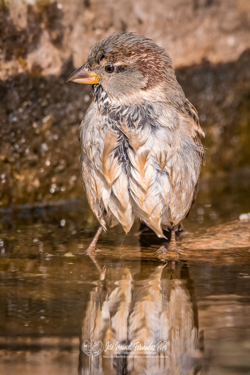 51038486713_7d5fde5a7b_or