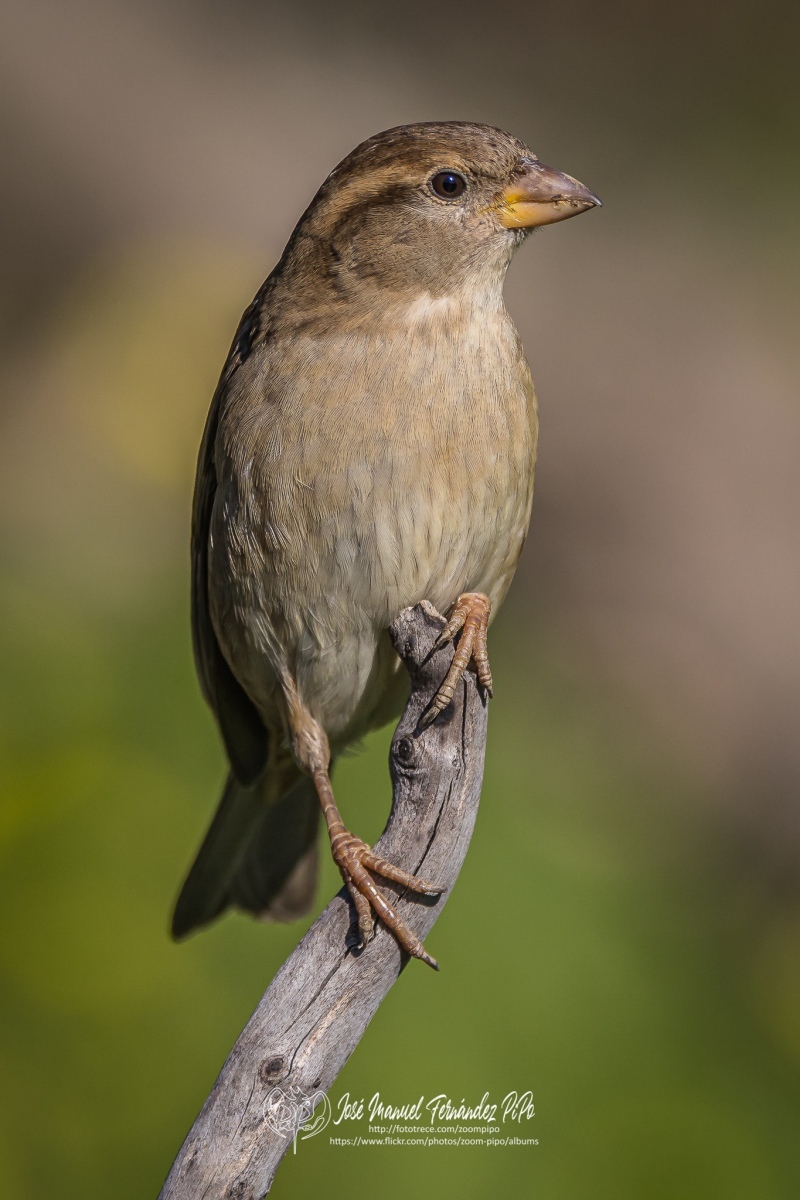 51048836391_3b43b50aba_or