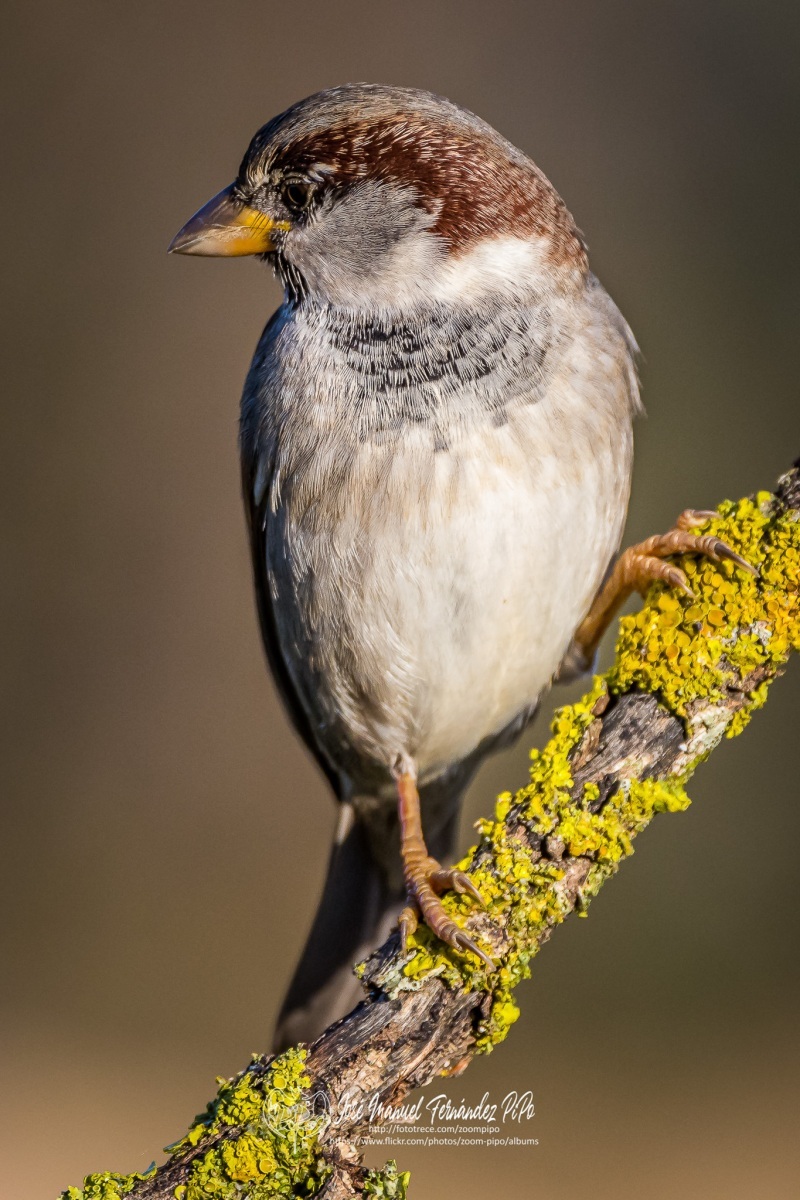 51061717743_9311077e7f_or