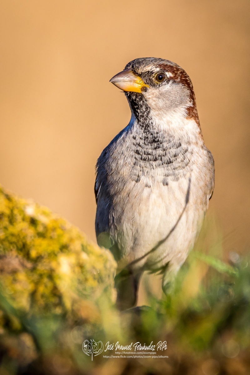 51062433816_4b872aa200_or