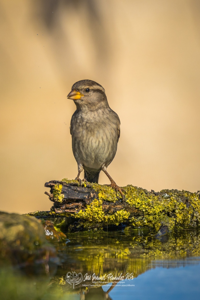 51062434931_66558505ef_or