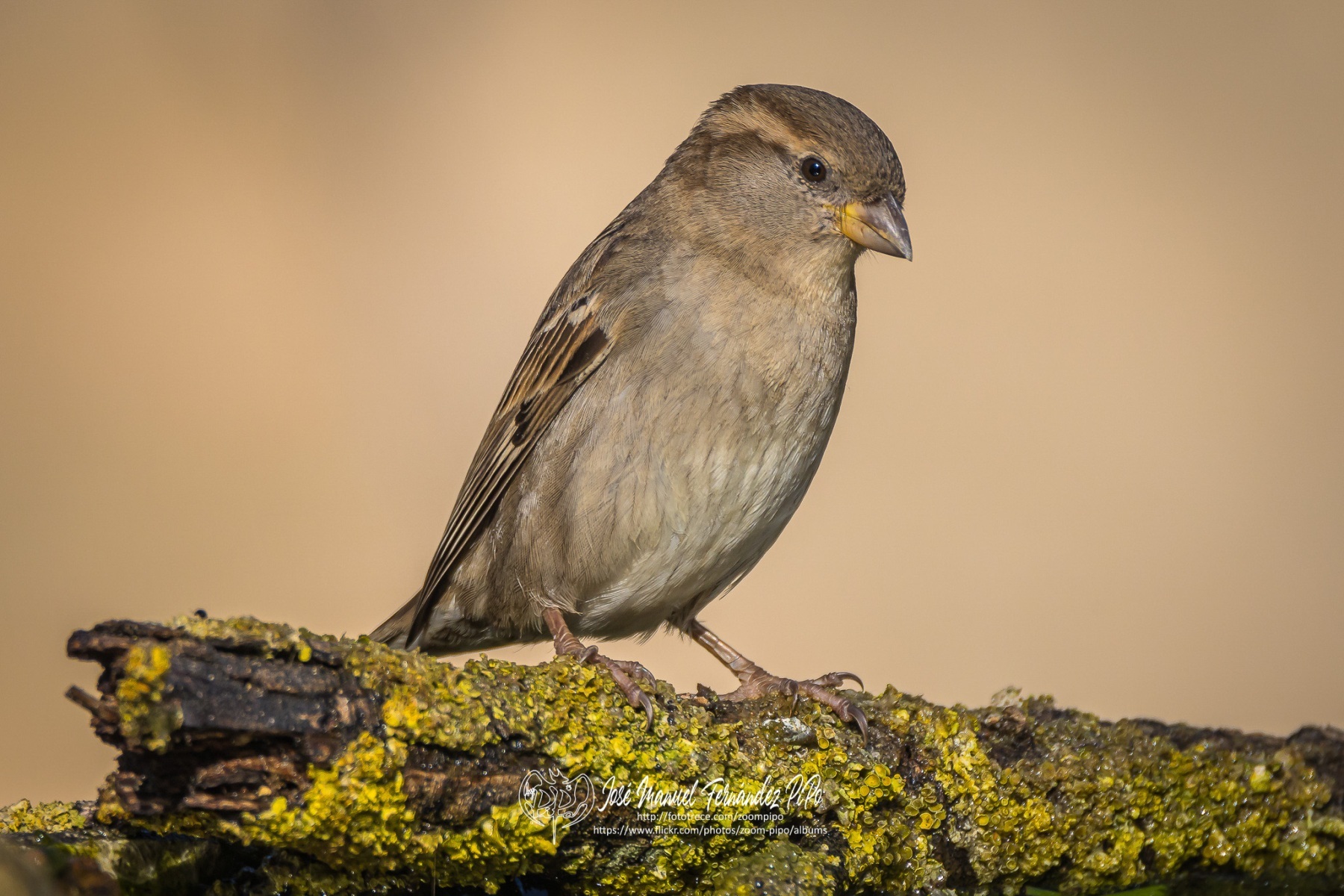 51062517067_16962de56e_or