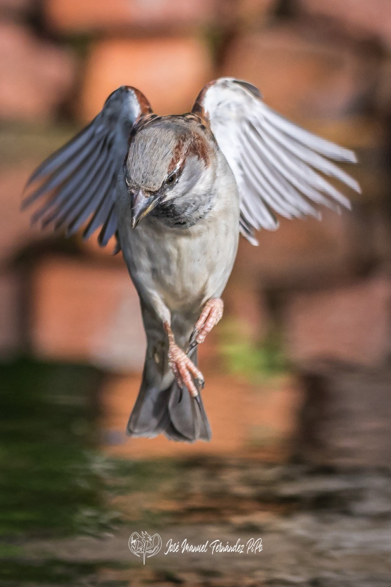 51081190501_24960fc1c3_or