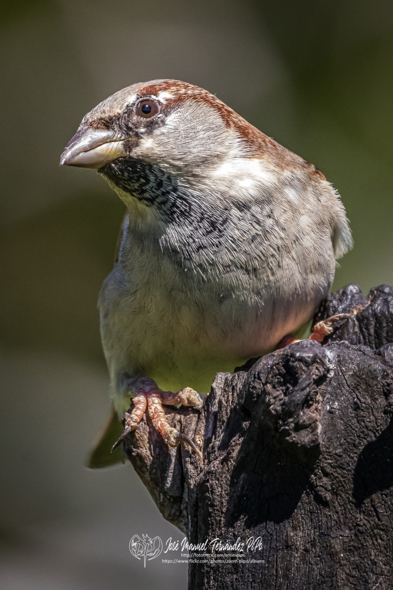 51081277361_e168b92914_or