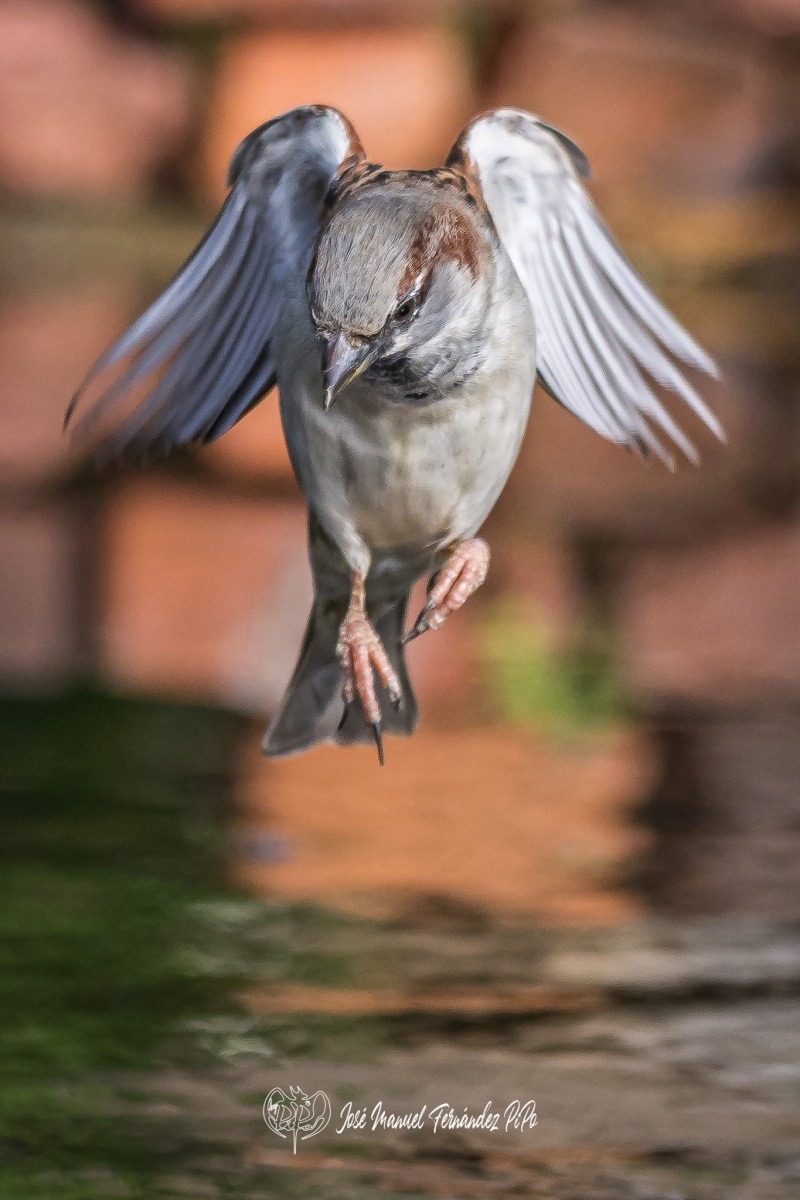 51081283877_46668b9b2c_or