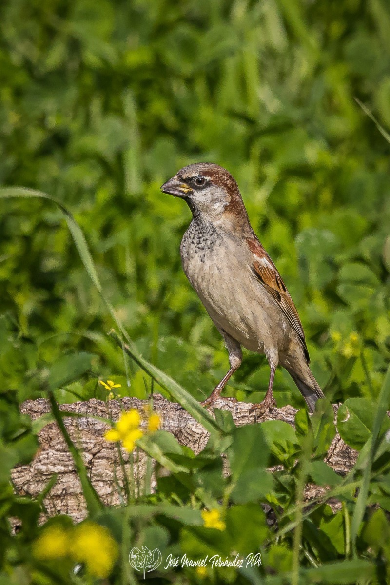 51083456361_f5ed777d72_orl