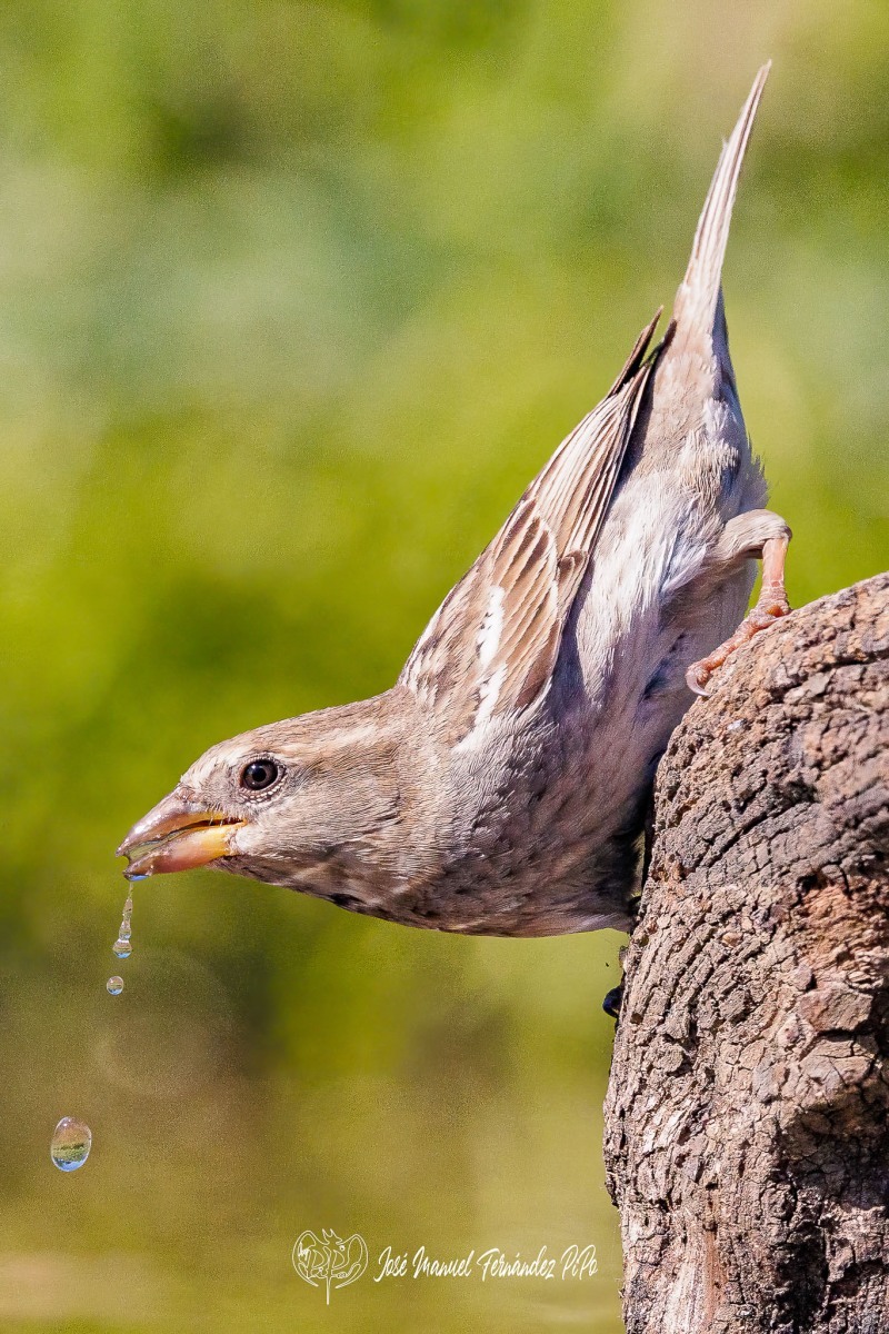 PiPo_510453-Editarrlr