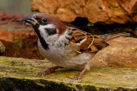 Gorrion Molinero. Passer Montanus.