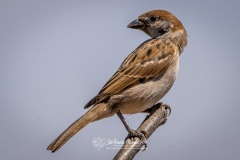 Gorrión Molinero. Passer Montanus.