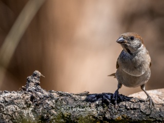 Gorrion Molinero. Passer Montanus
