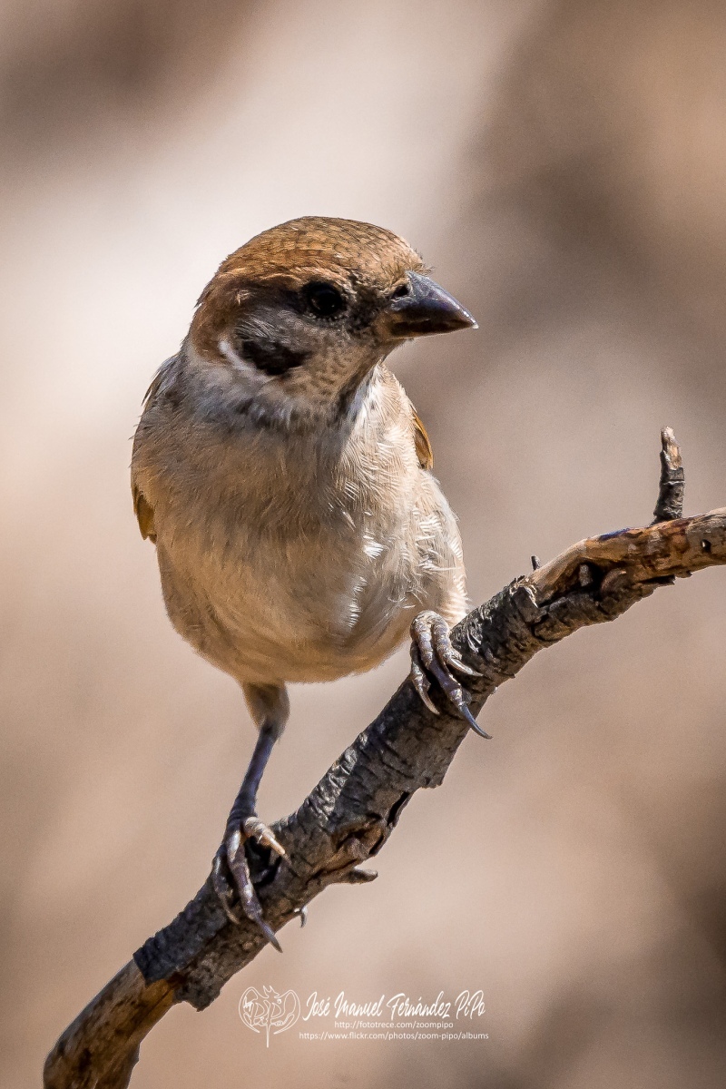 51035421976_e4730e1c1f_or