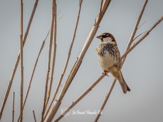 Gorrion Moruno. Passer Hispaniolensis