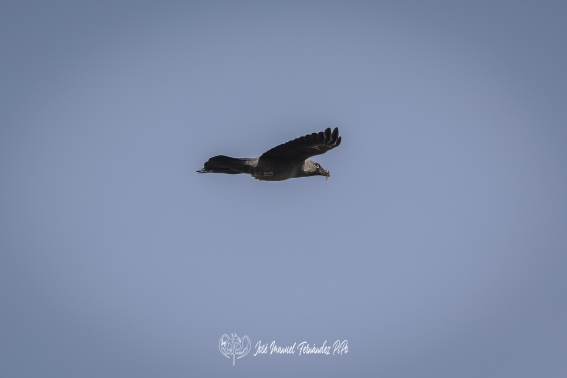 Grajilla Occidental. Corvus Monedula.