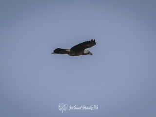 Grajilla Occidental. Corvus Monedula