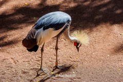 Grulla Coronada Cuelligrís. Balearica Regulorum.