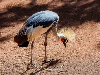 Grulla Coronada Cuelligrís. Balearica Regulorum