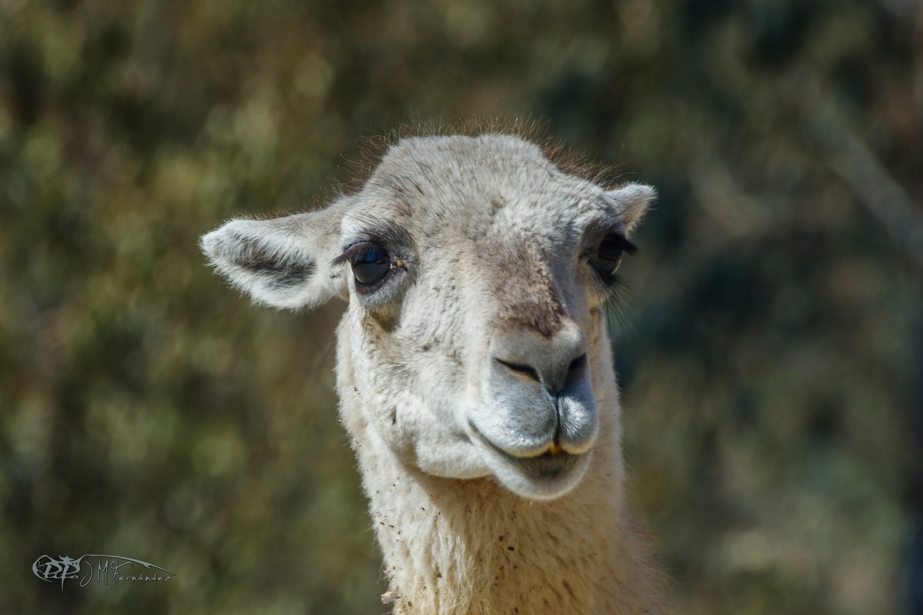 40310792715_2864c33254_o