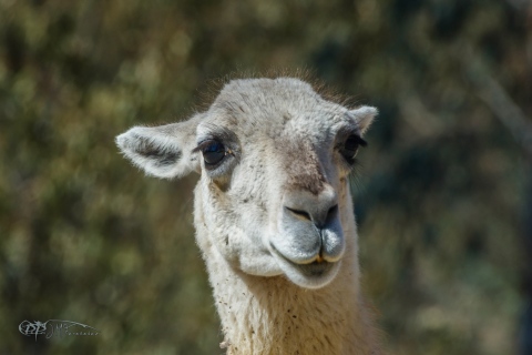 Guanaco. Lama Guanicoe.