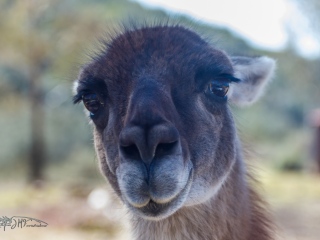 Guanaco. Lama Guanicoe