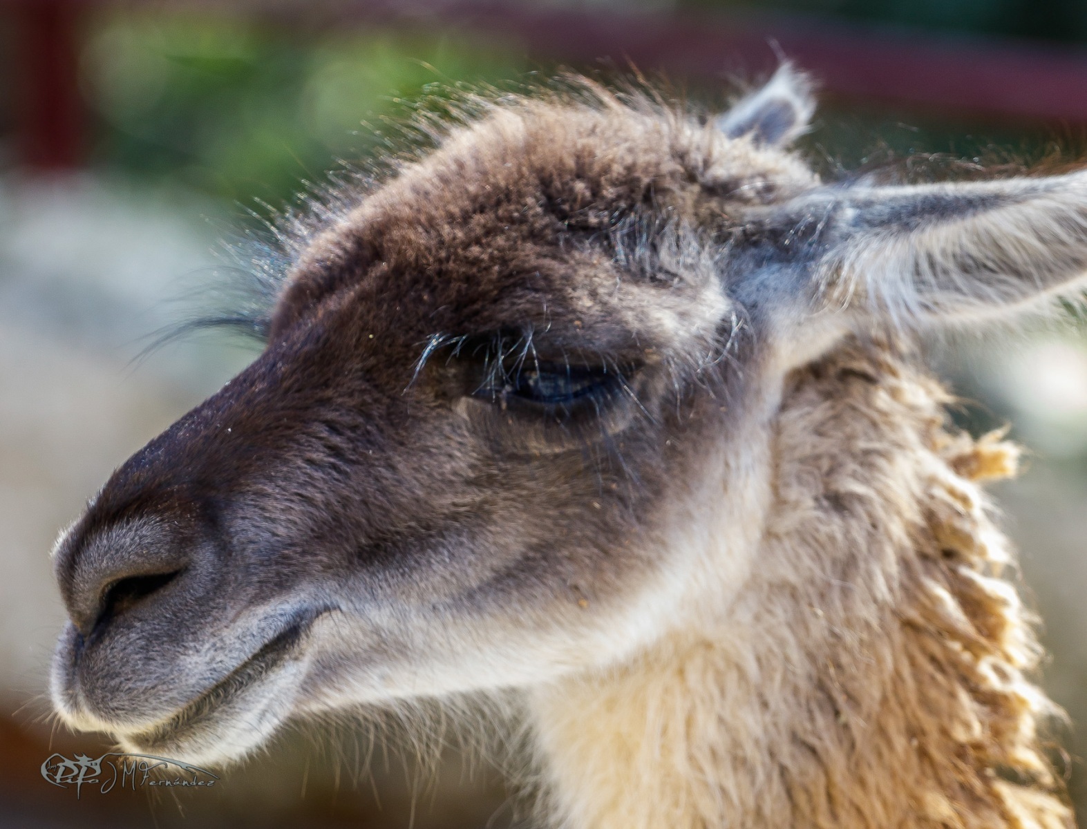 41206892081_652f488de7_o