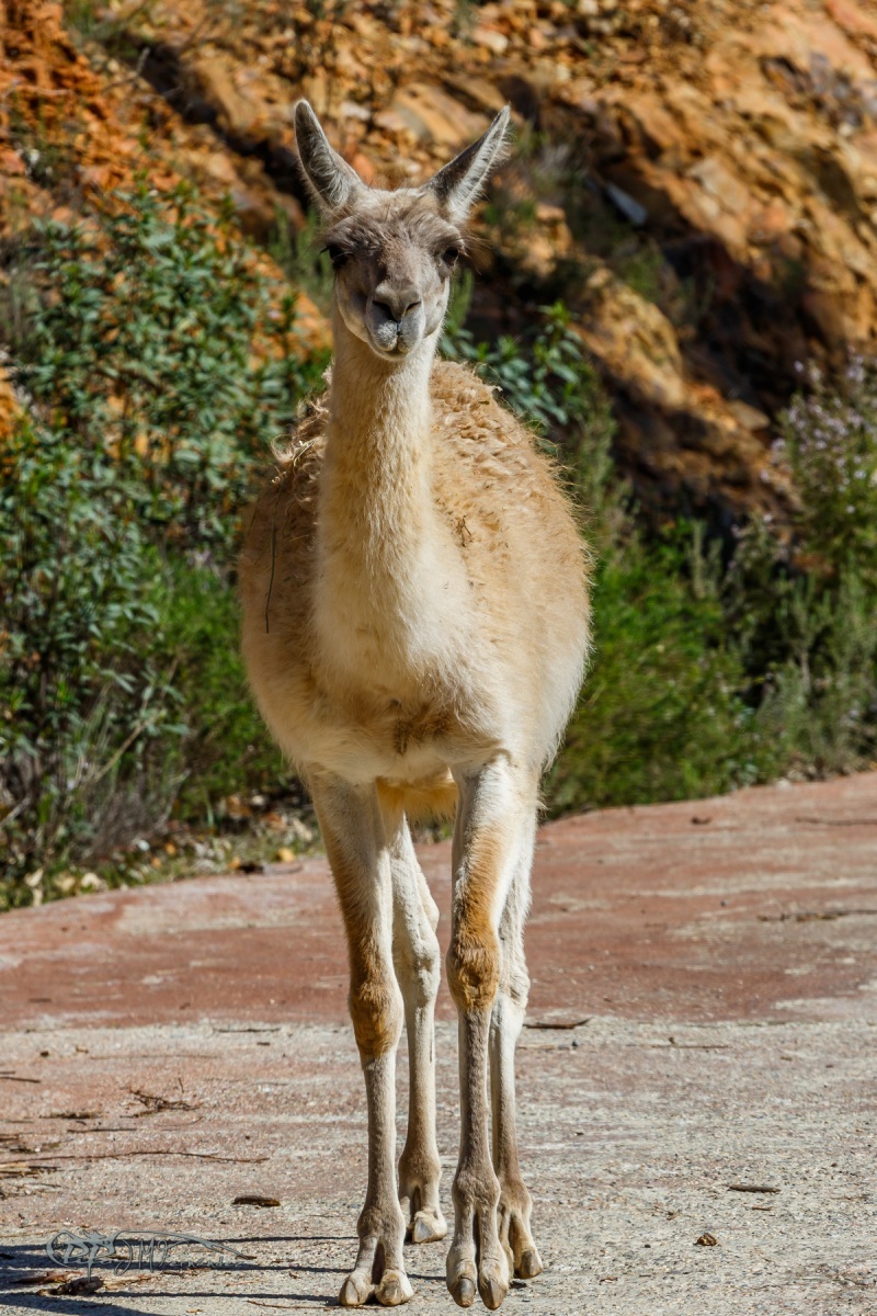 41206892561_5f429e9dd7_o