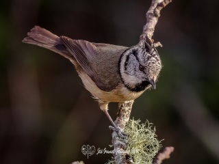 Herrerillo Capuchino. Lophophanes Cristatus