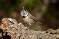 Herrerillo Capuchino. Lophophanes Cristatus.