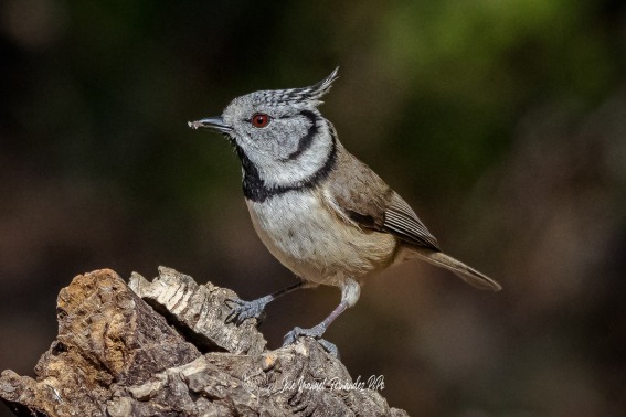 Herrerillo Capuchino. Lophophanes Cristatus.