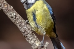 Herrerillo Común. Cyanistes Caeruleus.