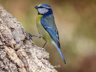 Herrerillo Comun. Cyanistes Caeruleus