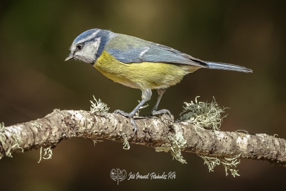 Herrerillo Comun. Cyanistes Caeruleus.