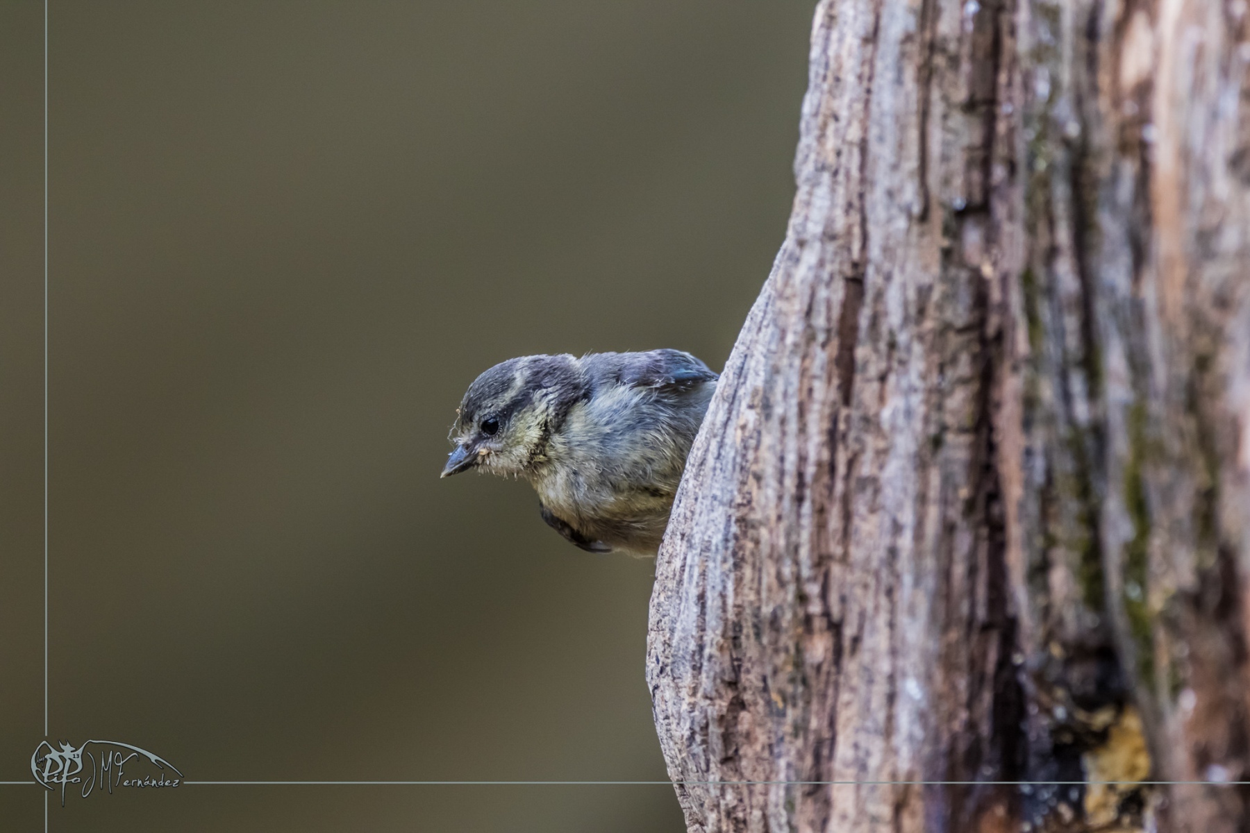 47525557822_d8e012c7a2_or