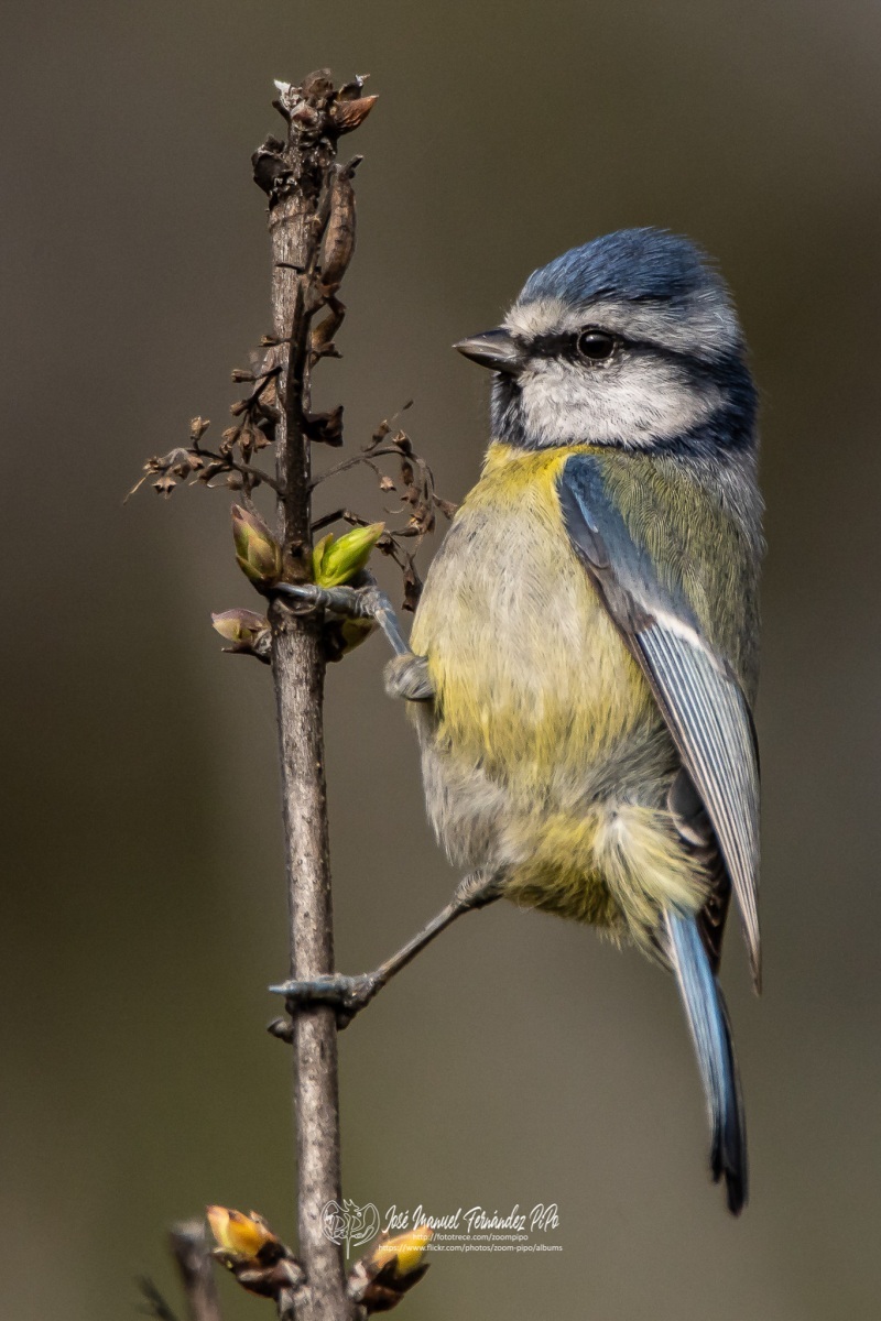 49147694653_0bd26b50a9_or